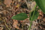 Leatherleaf clematis